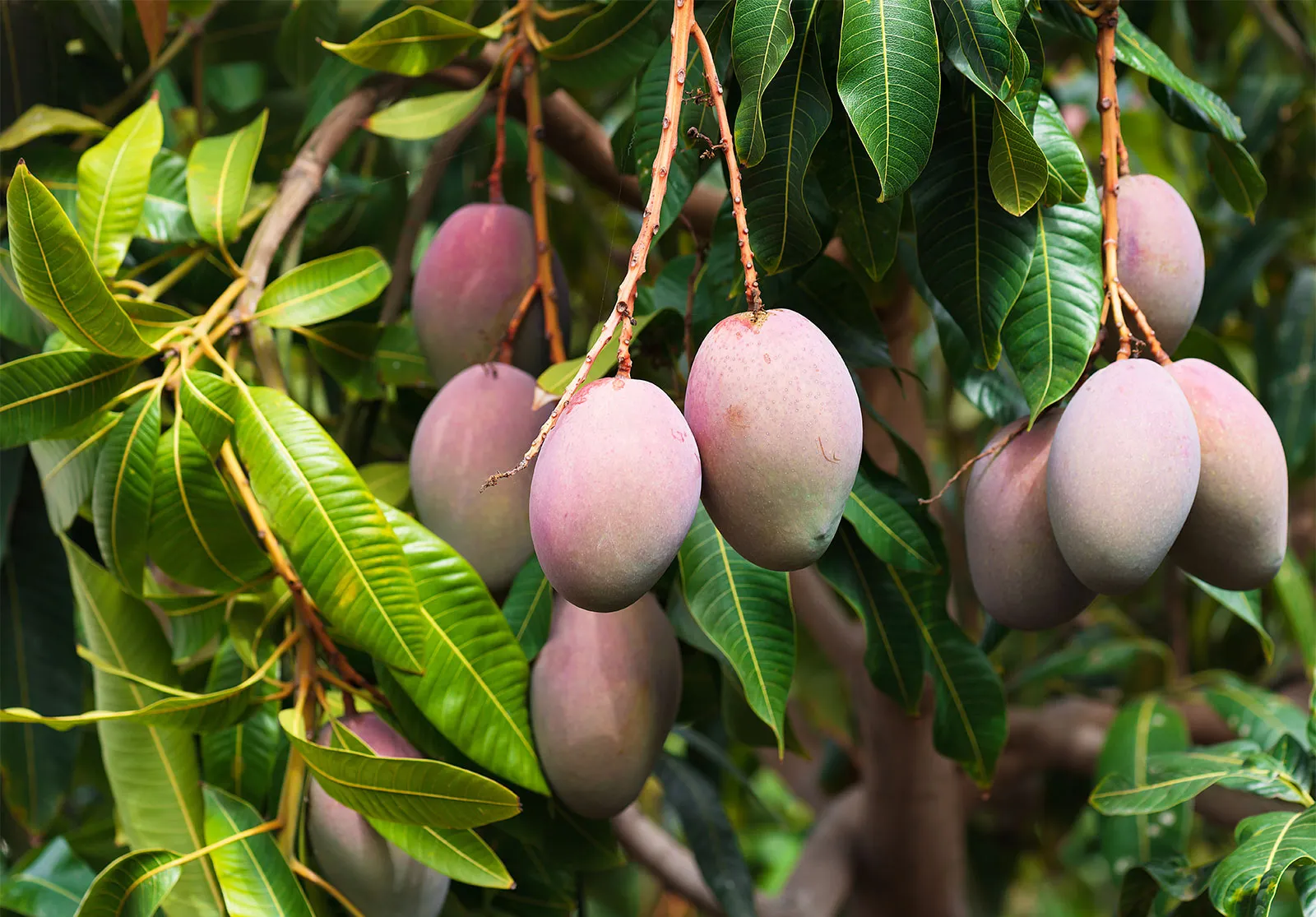 জৈব আম