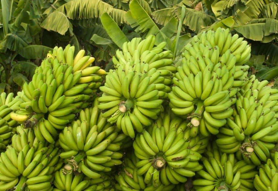 জৈব কলা